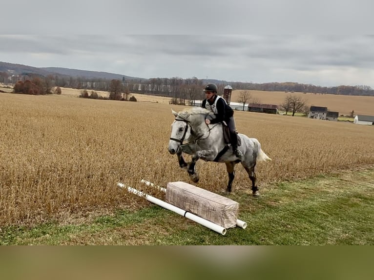 Percherón Mestizo Caballo castrado 7 años 173 cm Tordo in Gap