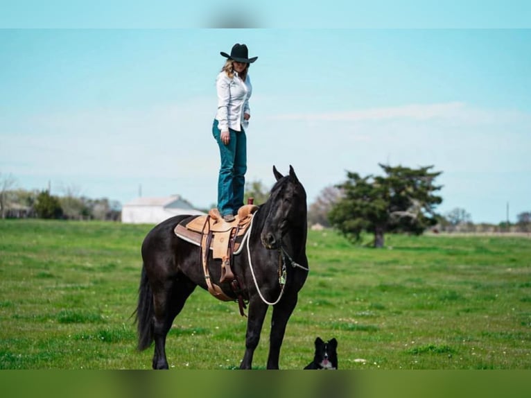 Percherón Caballo castrado 7 años 175 cm Negro in Post Oak Bend City TX