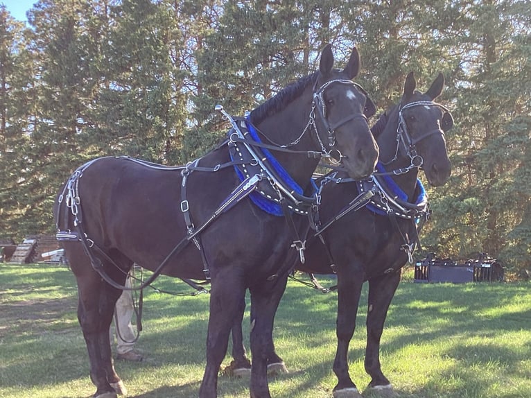 Percherón Caballo castrado 7 años 183 cm Negro in Hazen, ND