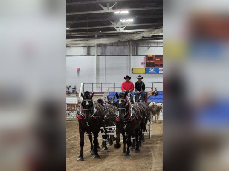 Percherón Caballo castrado 7 años 183 cm Negro in Hazen, ND