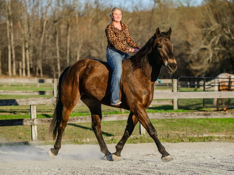 Percherón Mestizo Caballo castrado 7 años Castaño rojizo in New Holland