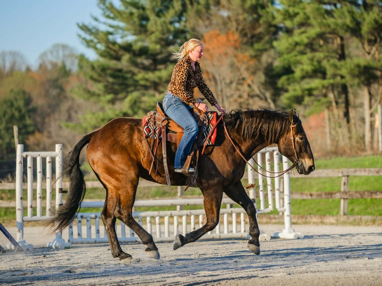 Percherón Mestizo Caballo castrado 7 años Castaño rojizo in New Holland