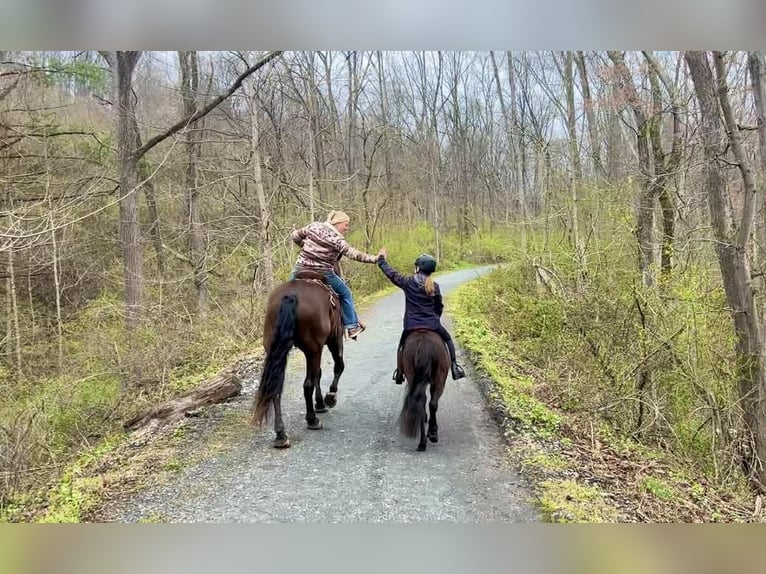 Percherón Mestizo Caballo castrado 7 años Castaño rojizo in New Holland