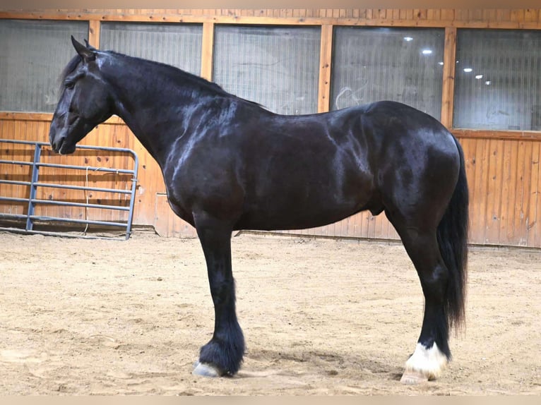 Percherón Caballo castrado 7 años Negro in Sturgis, KY