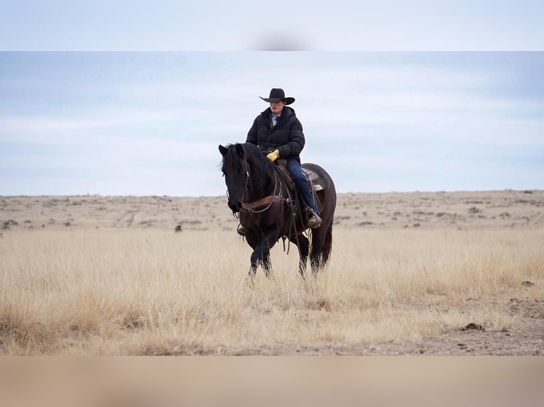 Percherón Mestizo Caballo castrado 7 años Ruano azulado in Canyon, TX