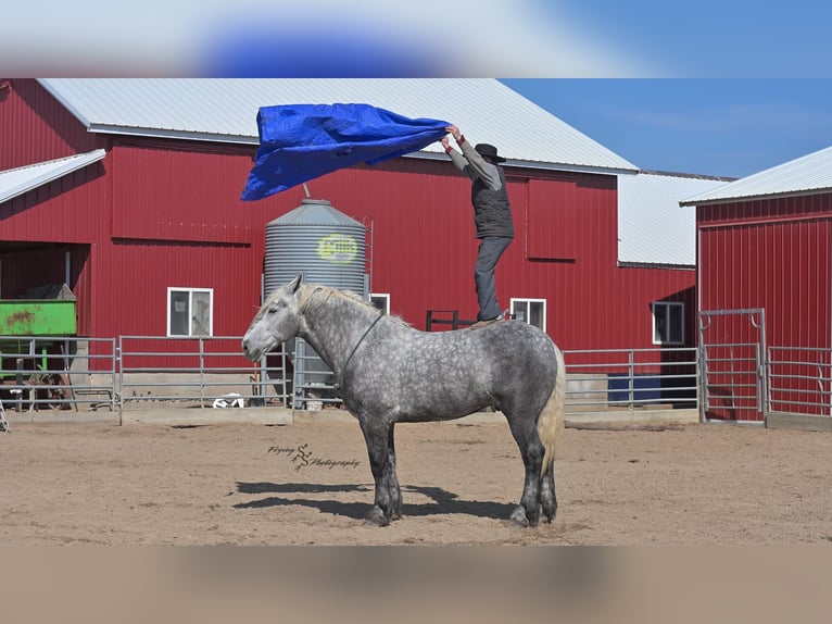 Percherón Caballo castrado 7 años Tordo in Fairbank IA