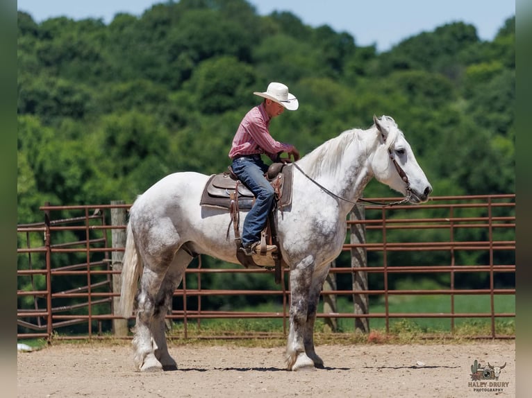 Percherón Caballo castrado 7 años Tordo in Auburn