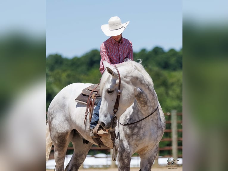 Percherón Caballo castrado 7 años Tordo in Auburn