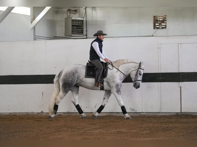 Percherón Mestizo Caballo castrado 7 años Tordo rodado in Independence, IA