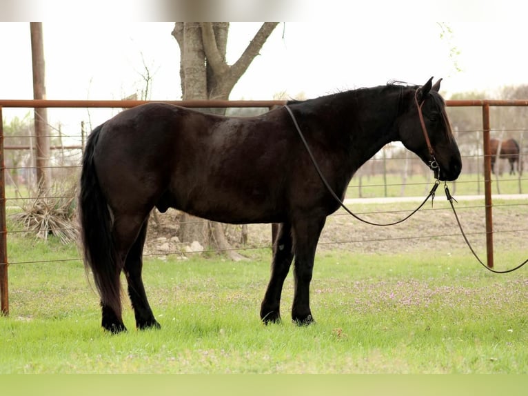 Percherón Mestizo Caballo castrado 8 años 152 cm Negro in Huckabay, TX