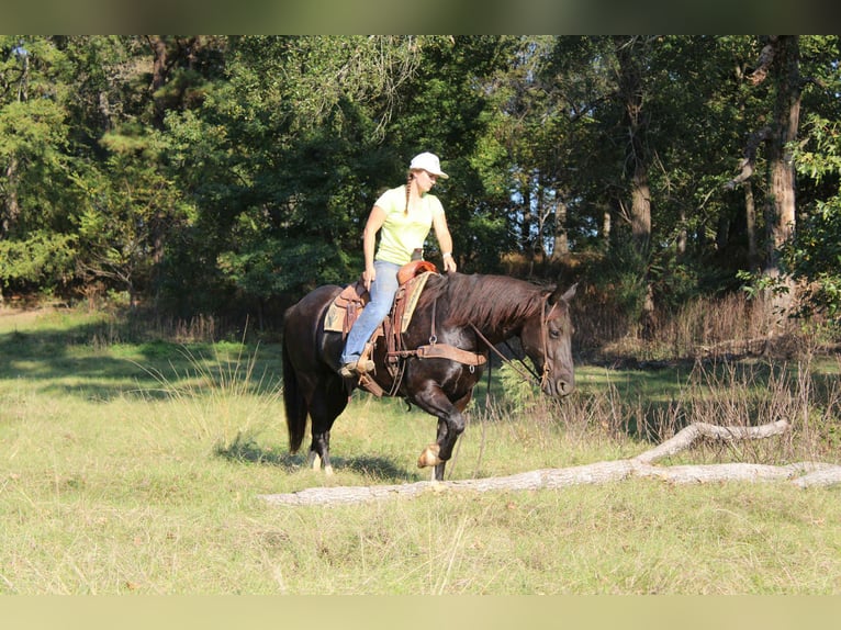 Percherón Caballo castrado 8 años 155 cm Negro in Rusk TX