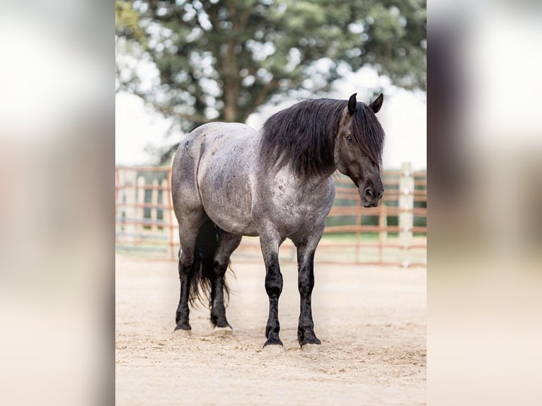 Percherón Caballo castrado 8 años 155 cm Ruano azulado in North Judson, IN