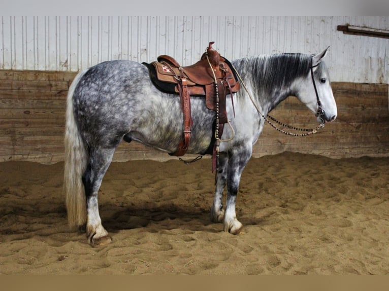 Percherón Caballo castrado 8 años 157 cm Tordo rodado in Floyd IA