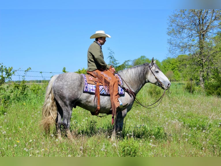 Percherón Caballo castrado 8 años 157 cm Tordo rodado in Floyd IA