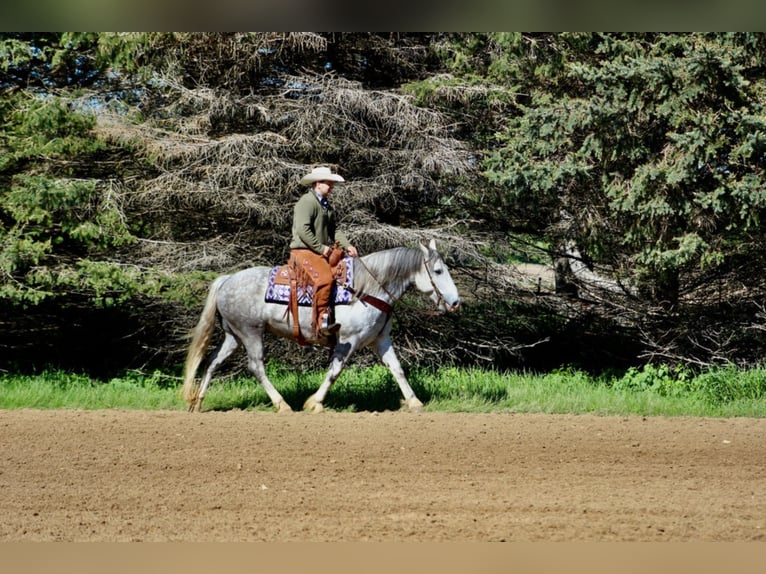 Percherón Caballo castrado 8 años 157 cm Tordo rodado in Floyd IA