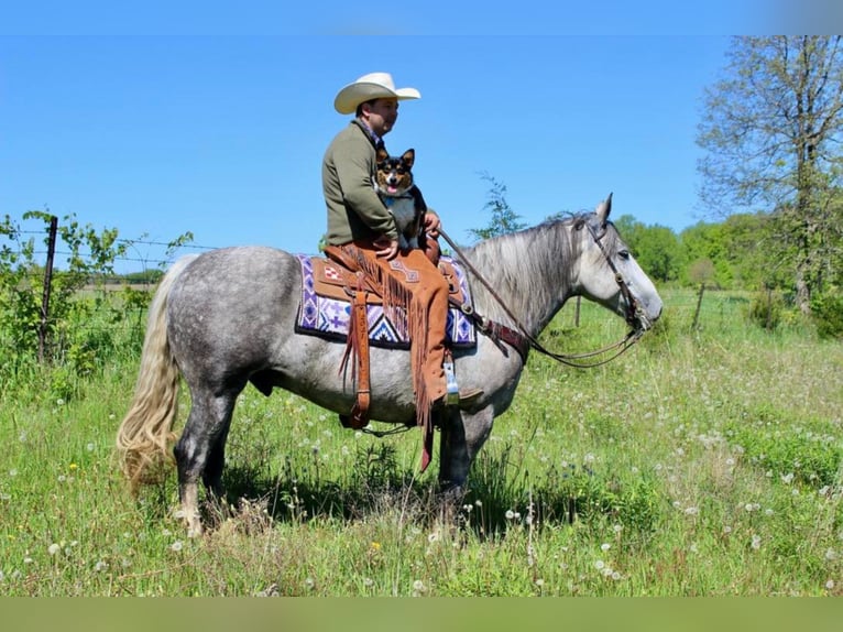 Percherón Caballo castrado 8 años 157 cm Tordo rodado in Floyd IA