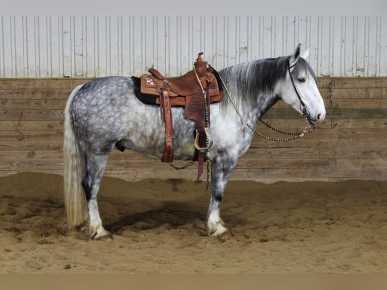 Percherón Caballo castrado 8 años 157 cm Tordo rodado in Floyd IA