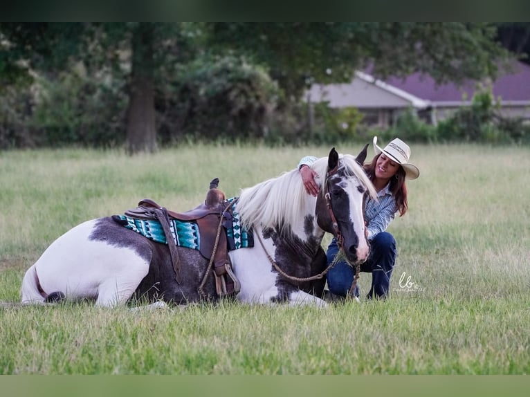 Percherón Mestizo Caballo castrado 8 años 160 cm Ruano azulado in Terrell, TX