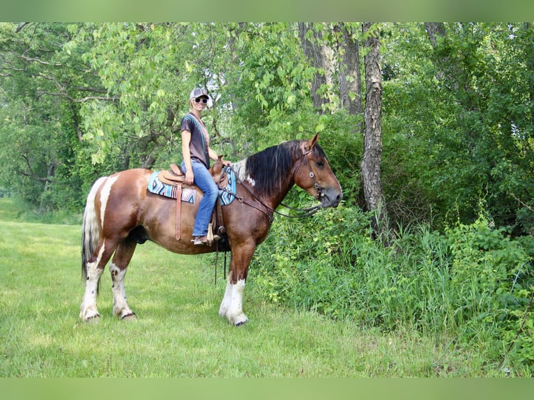 Percherón Caballo castrado 8 años 160 cm Tobiano-todas las-capas in Highland MI