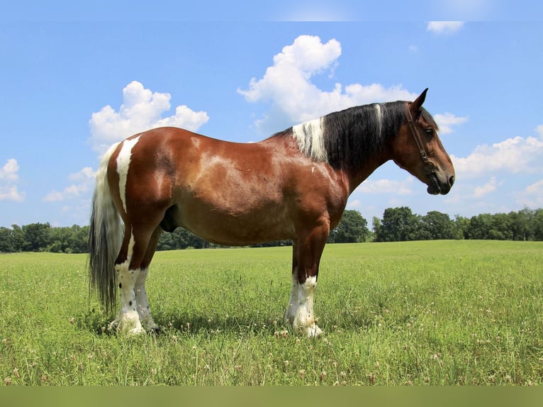 Percherón Caballo castrado 8 años 160 cm Tobiano-todas las-capas in Highland MI