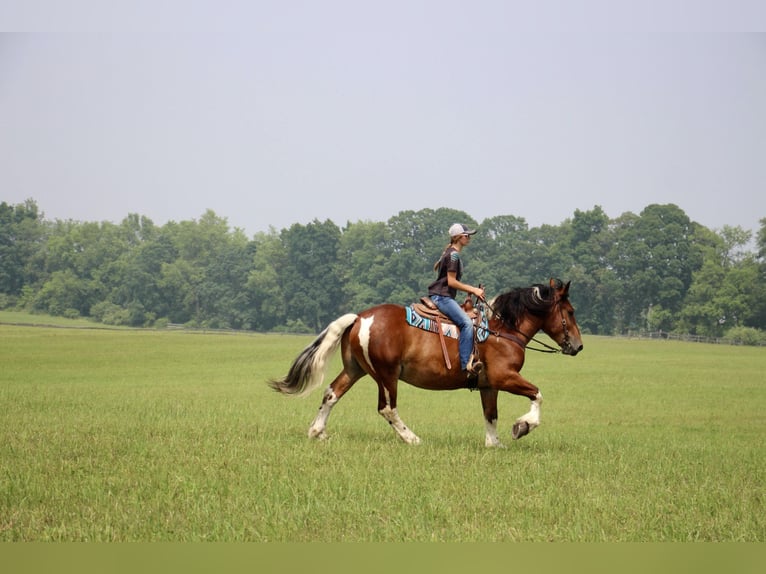 Percherón Caballo castrado 8 años 160 cm Tobiano-todas las-capas in Highland MI