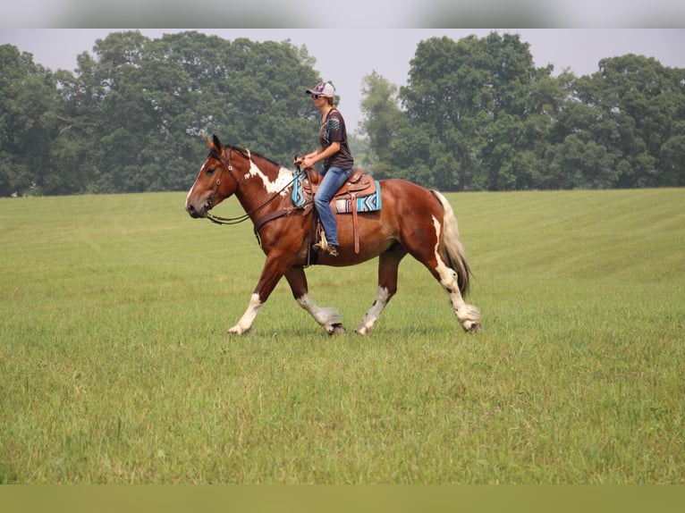 Percherón Caballo castrado 8 años 160 cm Tobiano-todas las-capas in Highland MI