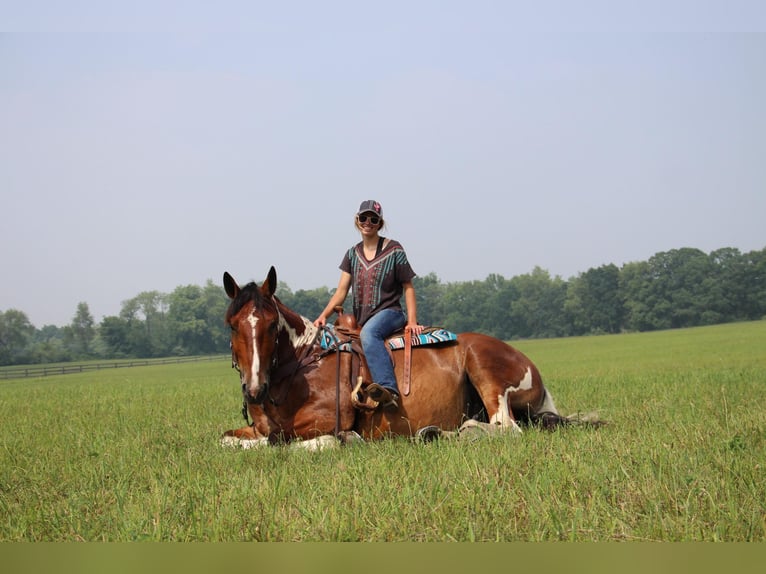 Percherón Caballo castrado 8 años 160 cm Tobiano-todas las-capas in Highland MI