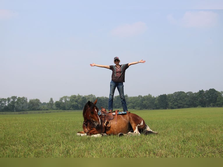 Percherón Caballo castrado 8 años 160 cm Tobiano-todas las-capas in Highland MI