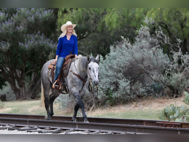 Percherón Caballo castrado 8 años 160 cm Tordo rodado in Joshua TX