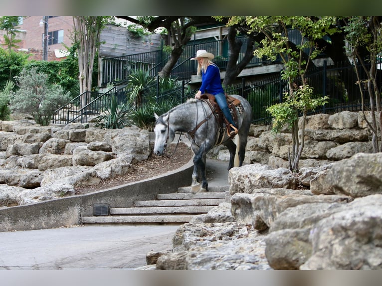 Percherón Caballo castrado 8 años 160 cm Tordo rodado in Joshua TX