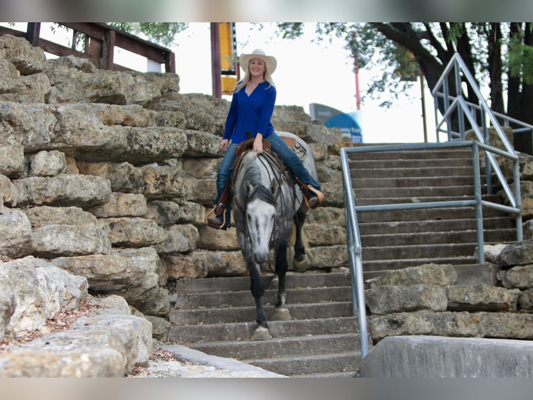 Percherón Caballo castrado 8 años 160 cm Tordo rodado in Joshua TX