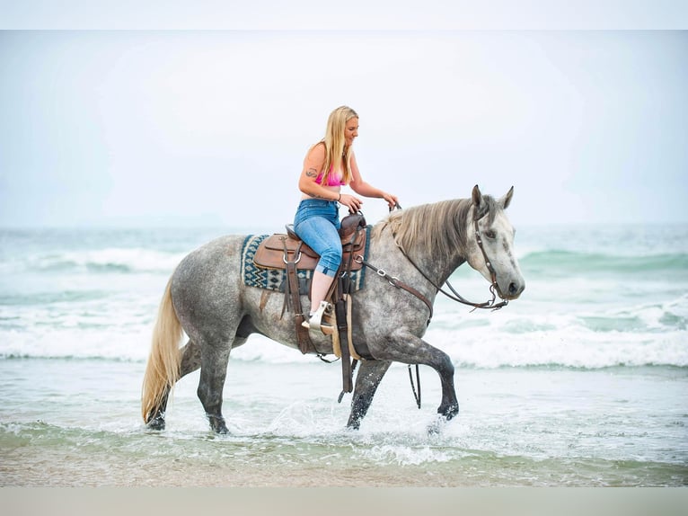 Percherón Caballo castrado 8 años 160 cm Tordo rodado in Joshua TX