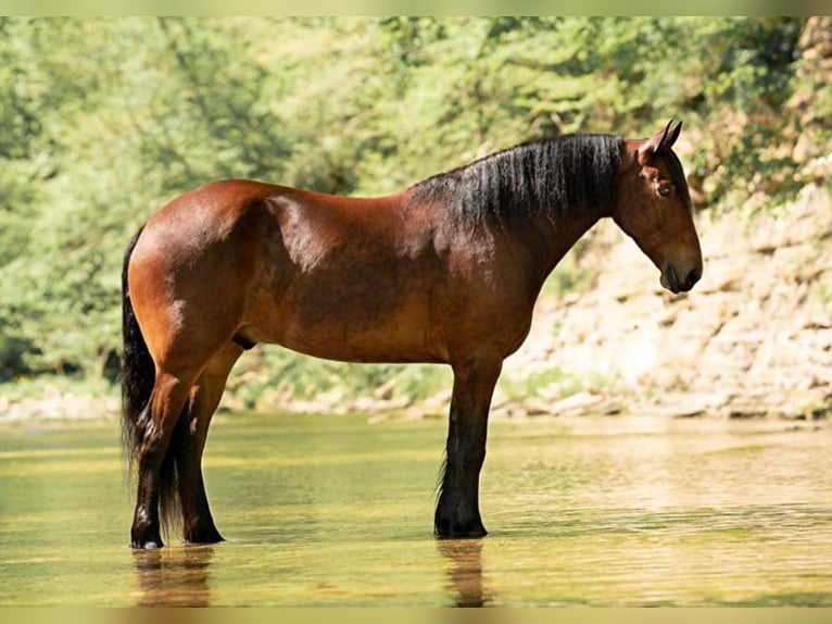 Percherón Caballo castrado 8 años 163 cm Castaño rojizo in Cornersville IN