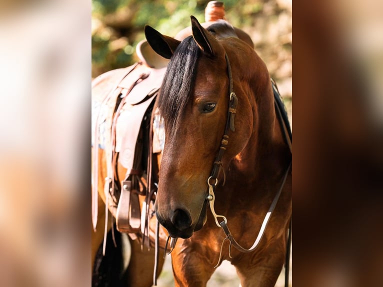 Percherón Caballo castrado 8 años 163 cm Castaño rojizo in Cornersville IN