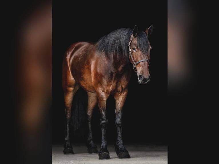 Percherón Caballo castrado 8 años 163 cm Castaño rojizo in Cornersville IN