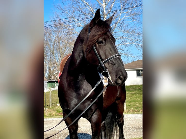 Percherón Caballo castrado 8 años 163 cm Negro in Borden IN