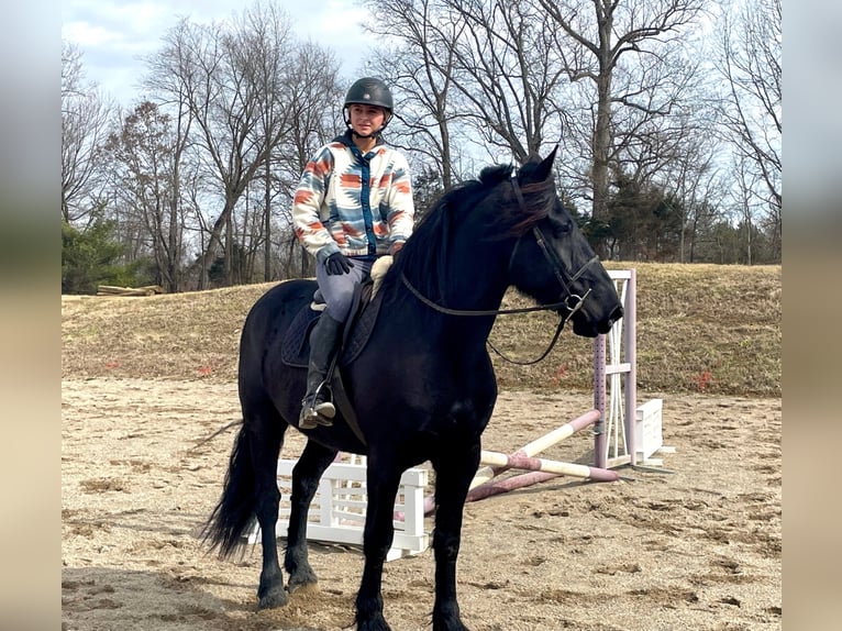 Percherón Caballo castrado 8 años 163 cm Negro in Borden IN