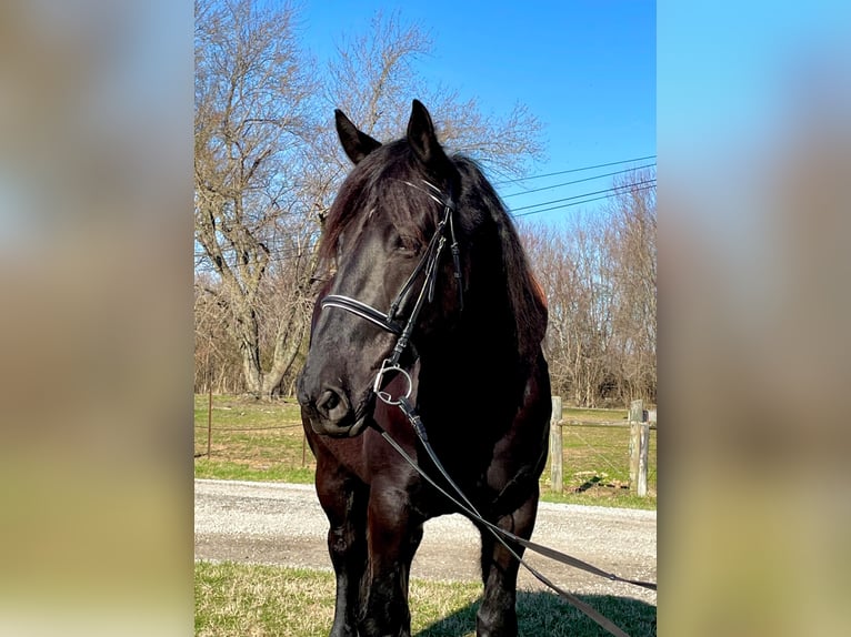 Percherón Caballo castrado 8 años 163 cm Negro in Borden IN