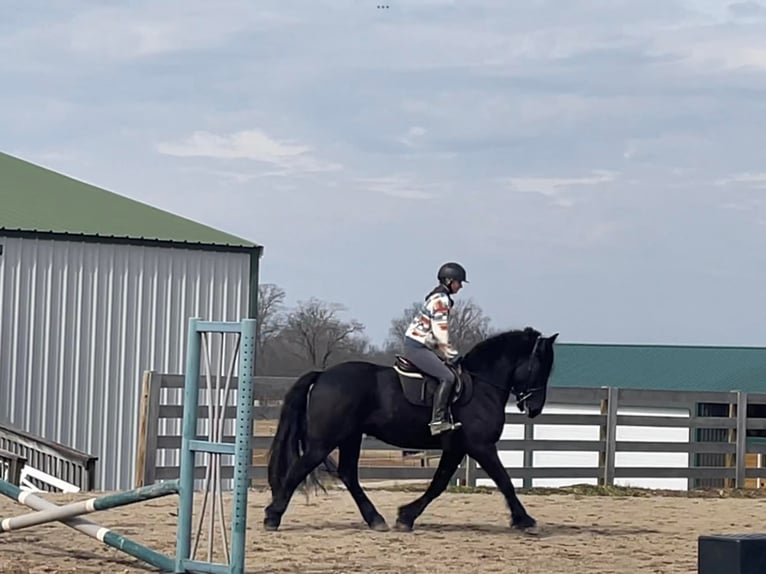 Percherón Caballo castrado 8 años 163 cm Negro in Borden IN