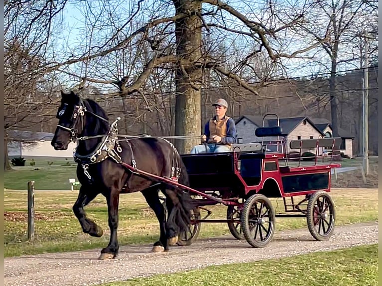 Percherón Caballo castrado 8 años 163 cm Negro in Borden IN