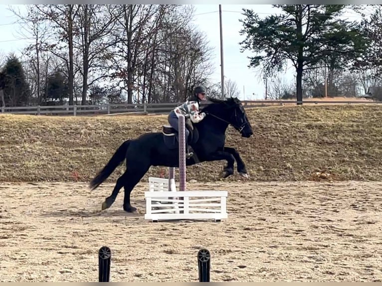 Percherón Caballo castrado 8 años 163 cm Negro in Borden IN