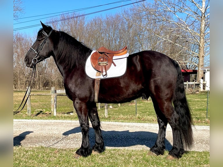 Percherón Caballo castrado 8 años 163 cm Negro in Borden IN