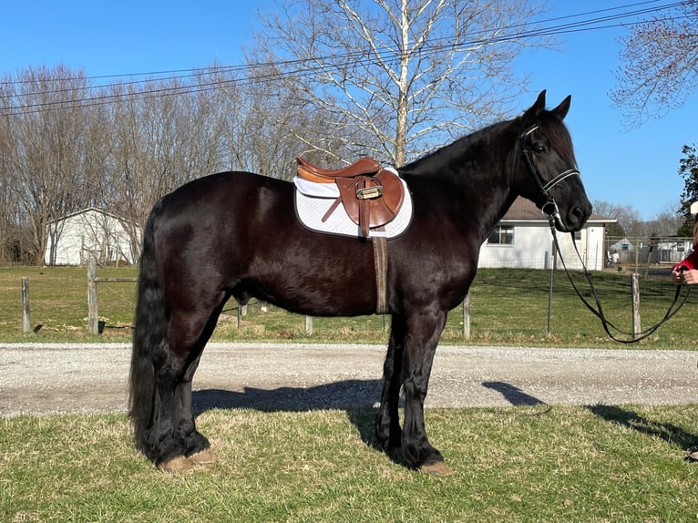 Percherón Caballo castrado 8 años 163 cm Negro in Borden IN