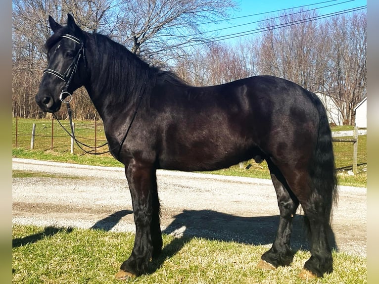 Percherón Caballo castrado 8 años 163 cm Negro in Borden IN