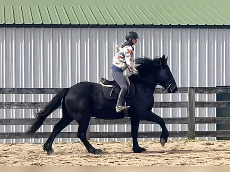 Percherón Caballo castrado 8 años 163 cm Negro in Borden IN