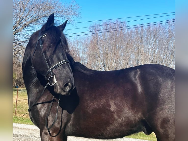 Percherón Caballo castrado 8 años 163 cm Negro in Borden IN