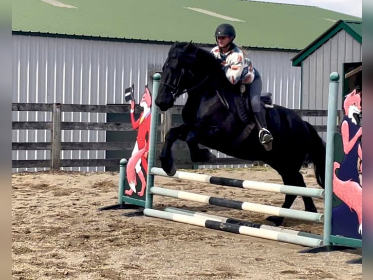 Percherón Caballo castrado 8 años 163 cm Negro in Borden IN