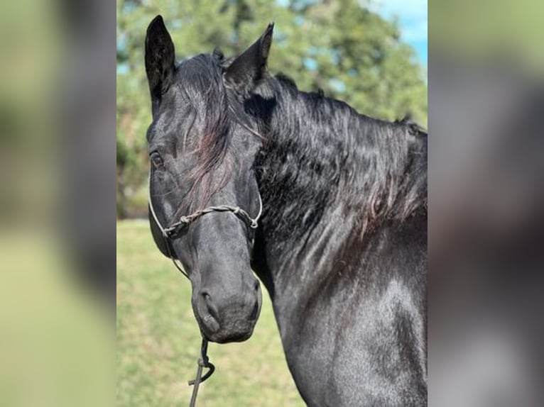 Percherón Caballo castrado 8 años 165 cm in Jacksboro, TX