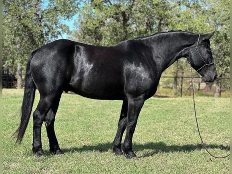 Percherón Caballo castrado 8 años 165 cm in Jacksboro, TX