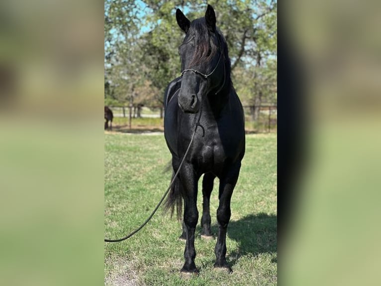 Percherón Caballo castrado 8 años 165 cm in Jacksboro, TX